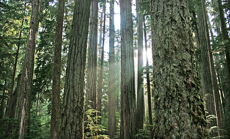 certification and responsible forestry management in U.S. and Canada