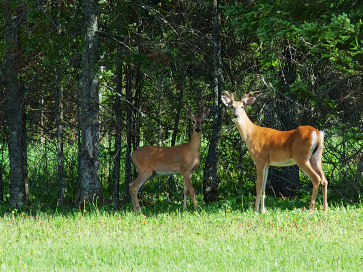 we support carbon sequestration efforts