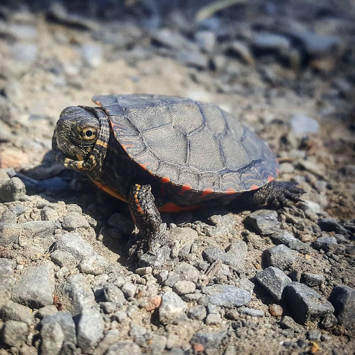 Tortue